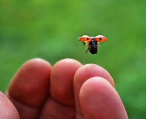ambitiously-ladybug-flying-above-fingers